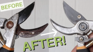 Before and after of rusty pruning shears restoration