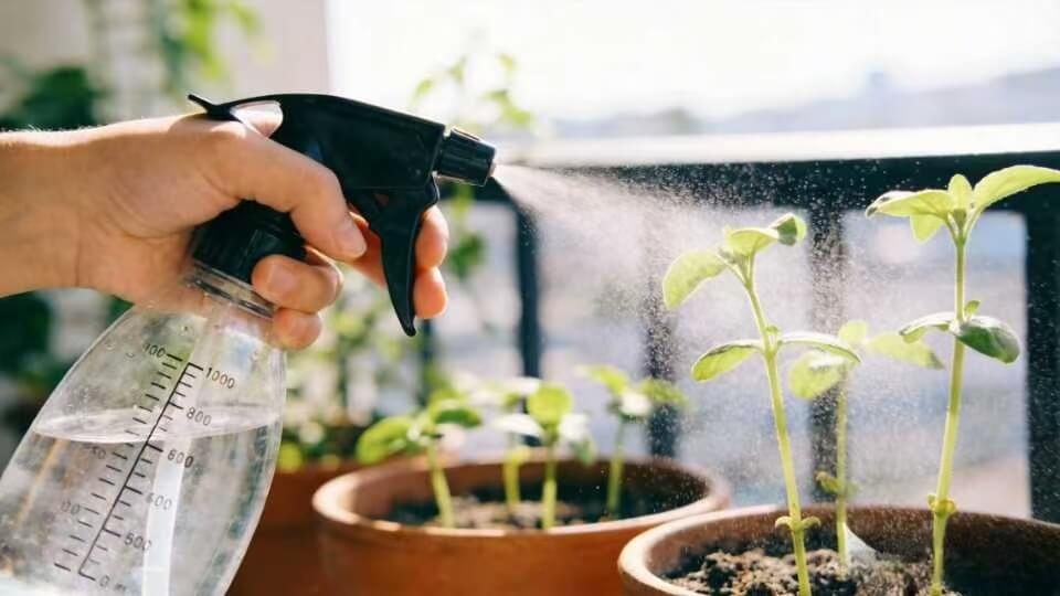 Adjustable spray bottle for potted plants fine mist