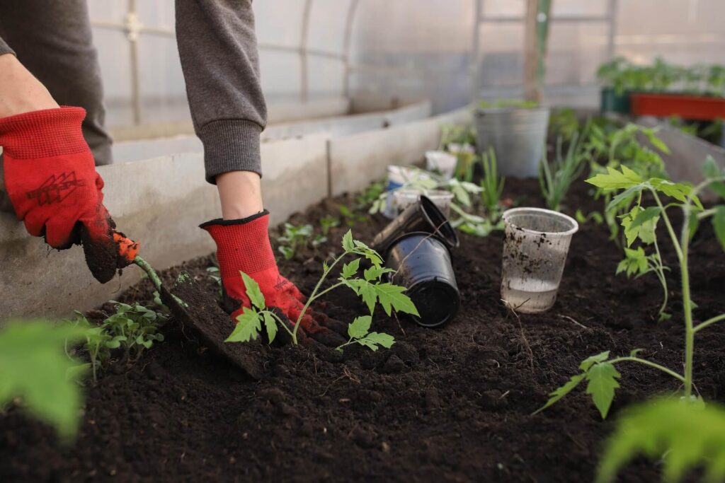 Hand using garden trowel to dig a planting hole in soil