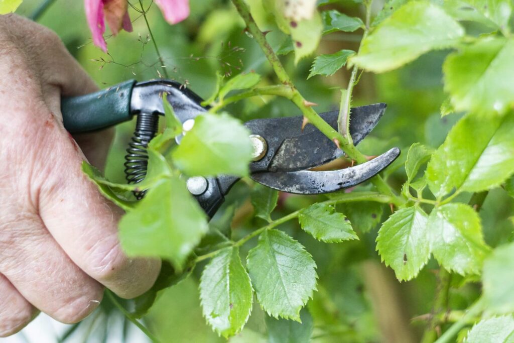 Close-up of ergonomic gardening tool with comfortable grip