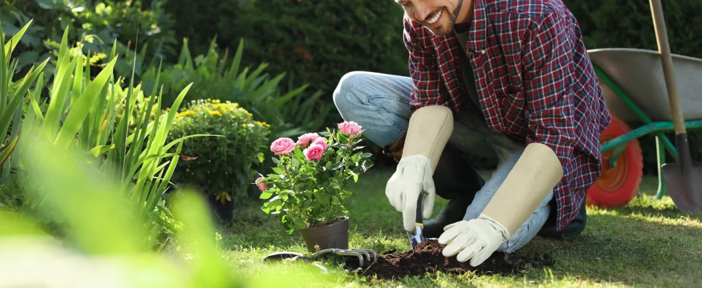 Gardener pruning roses with protective thorn proof gloves in garden