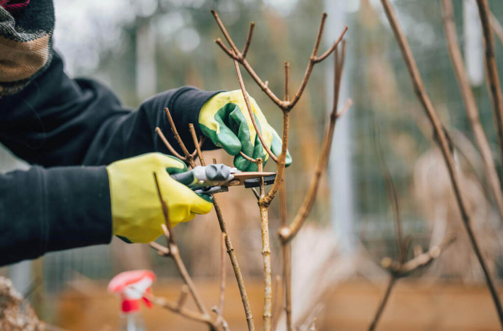 Hand using pruning shears to cut a branch in garden