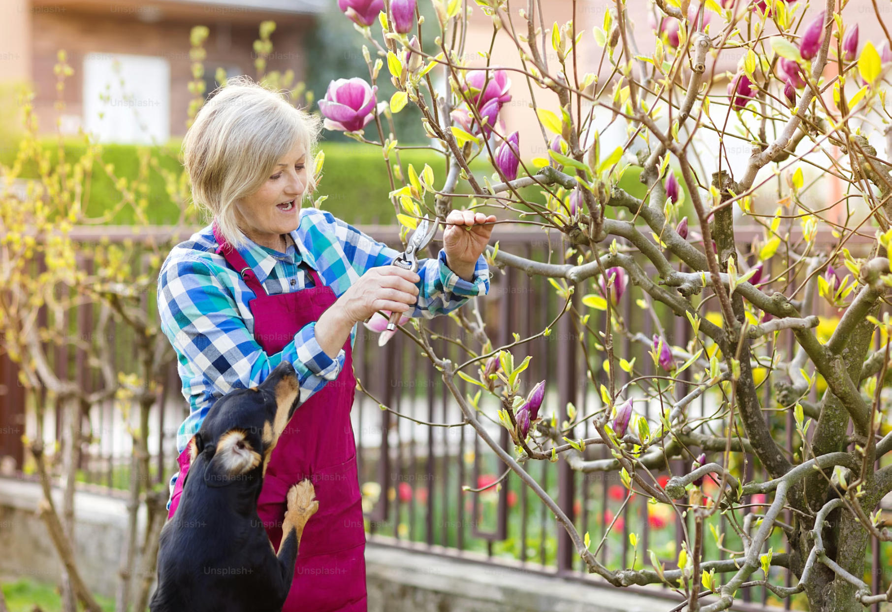 Senior gardener using pruning shears in backyard garden