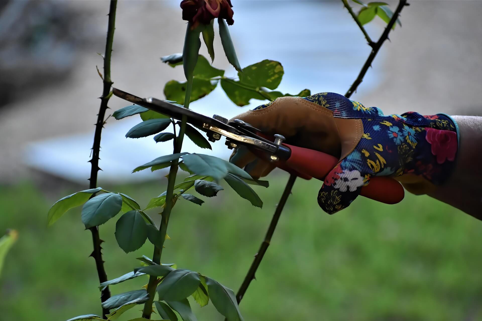 Senior gardener using pruning shears to cut rose branches in garden