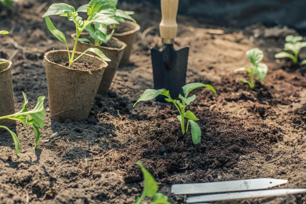 Transplanting a small seedling with a garden trowel, root ball intact