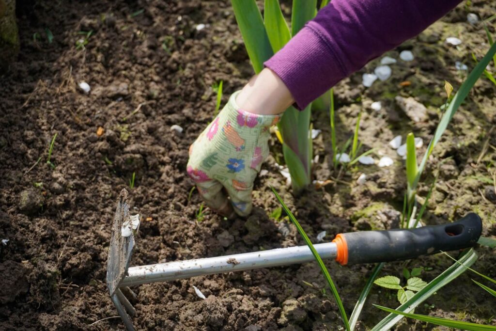 Removing a weed with a garden trowel, digging around the root