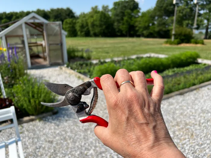 elderly hands fatigue using regular pruning shears gardening